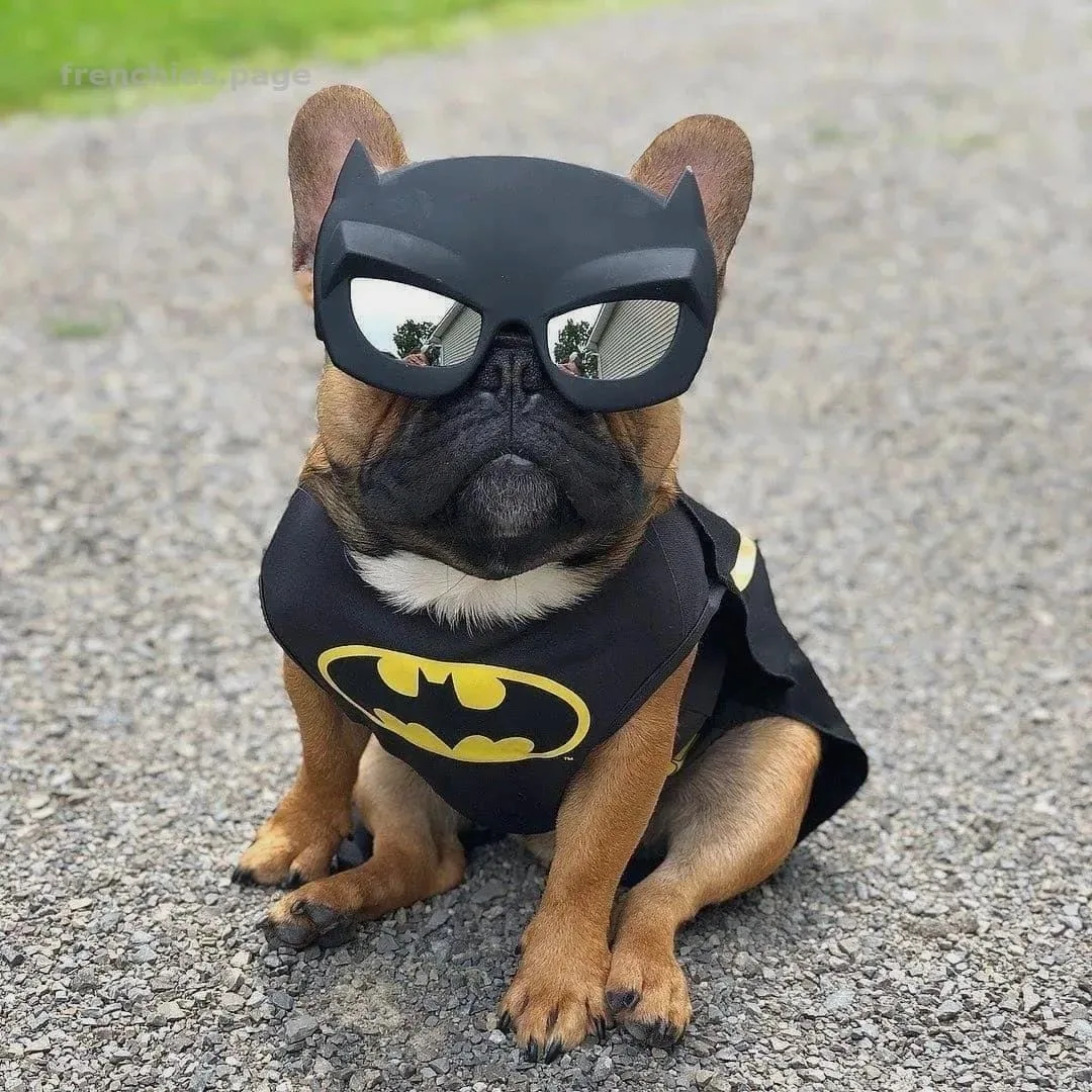 ⚡французский бульдог ⚡  смешные фотки ⚡  френч ⚡️breedsinfo ⚡️dogmem