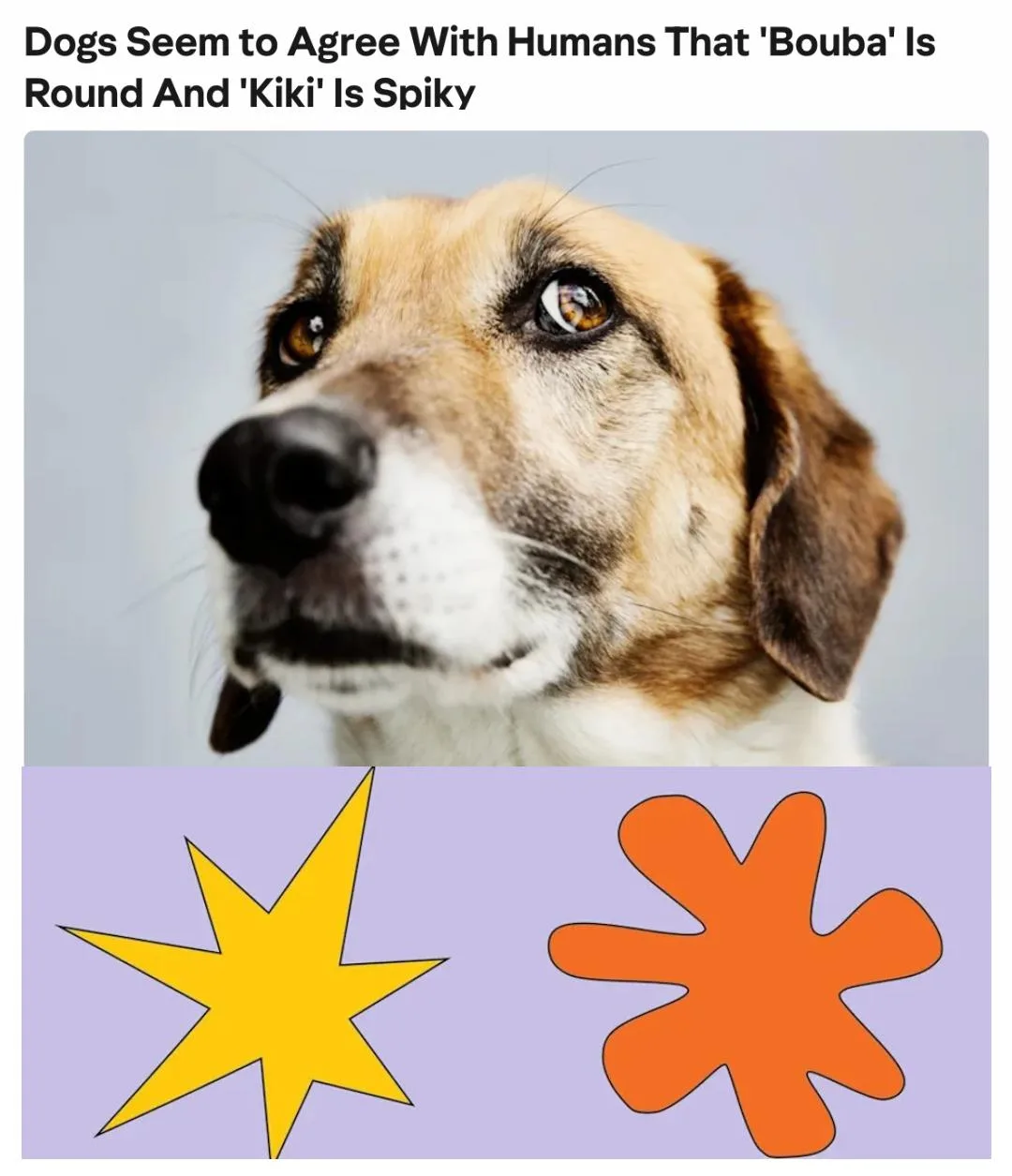 Учёные начали (https://www.yahoo.com/news/science/articles/dogs-seem-agree-humans-bouba...