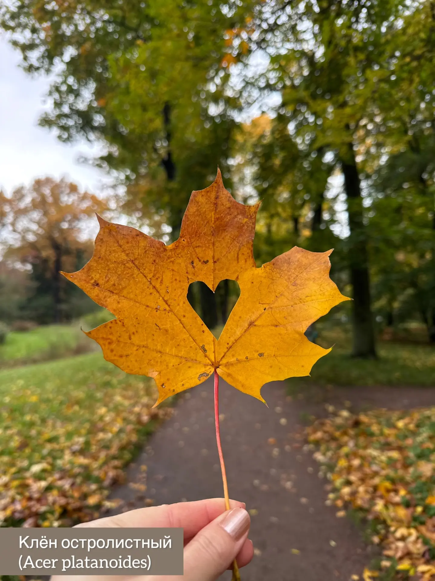 Приходите рассматривать осенние листья 😍