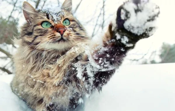 ❄️Зима будет снежной в Прикамье