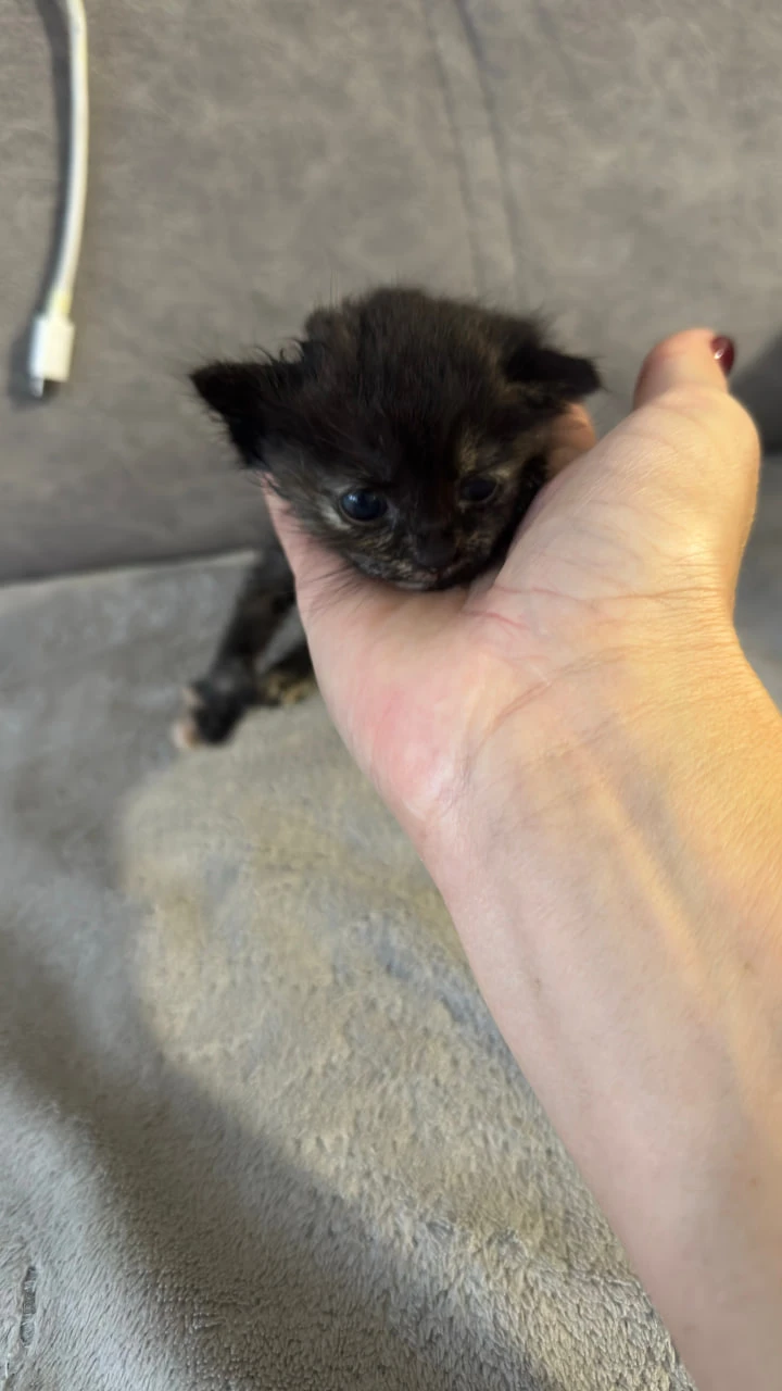 🌟 СРОЧНО НУЖНА КОРМЯЩАЯ КОШКА!