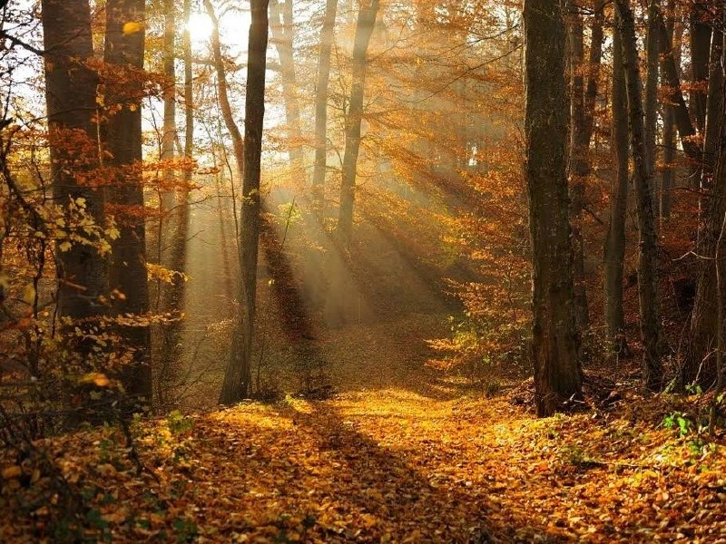 🌼 Доброе утро