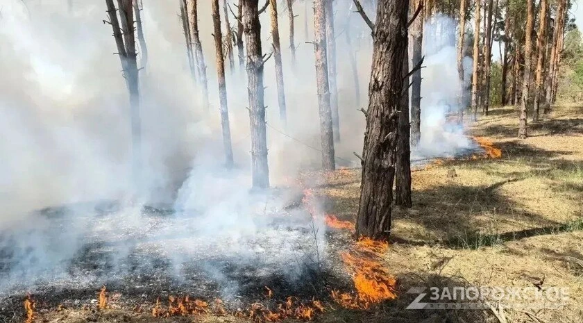 🔥В Запорожской области объявили высокую пожароопасность
