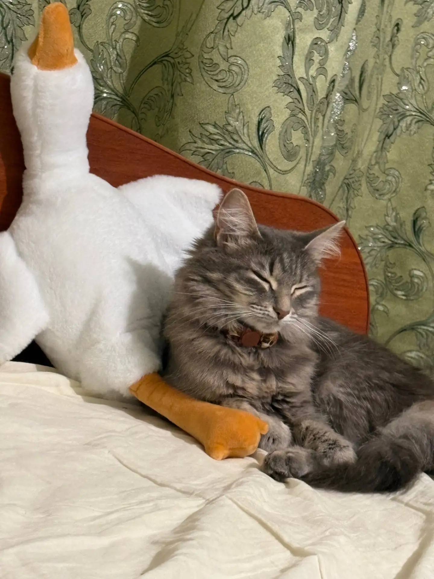Потерялась кошечка отзывается на Чейзи, нашедшему позвонить 89526574793, либо писать, в...