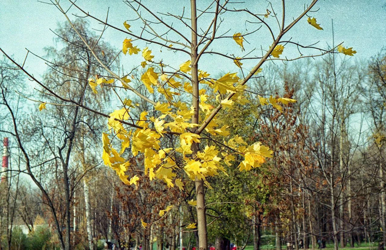Мытищи, набережная Яузы, октябрь 2012 года. Все фото сделаны на пленочную камеру Зенит-...