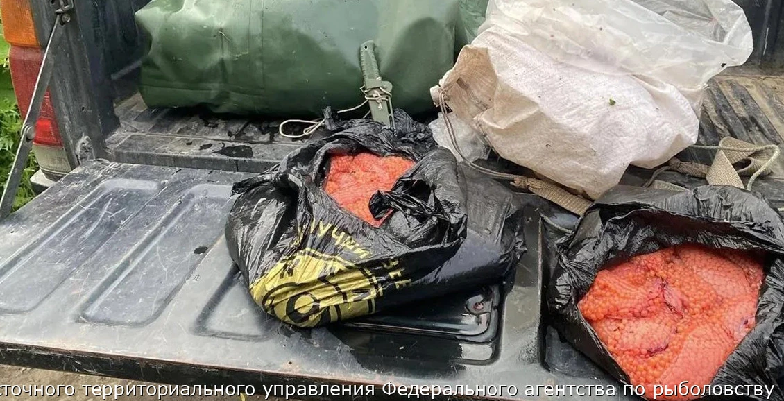 На Камчатке инспекторы рыбоохраны изъяли 243 килограмма браконьерской икры