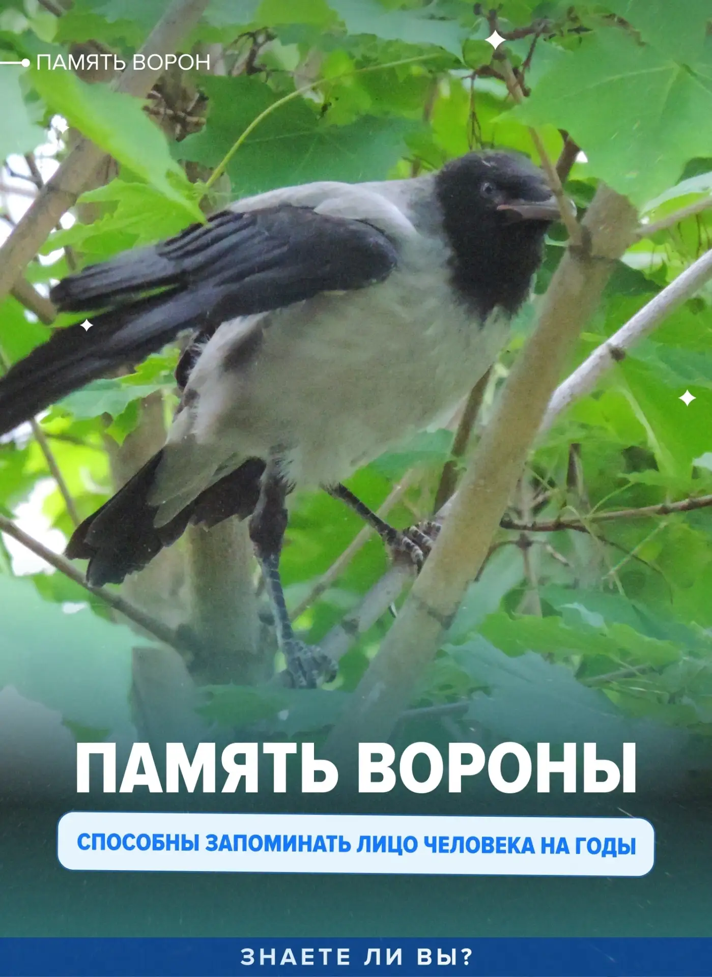 Если вы однажды сильно обидели ворону, не удивляйтесь, если через несколько лет она всё...