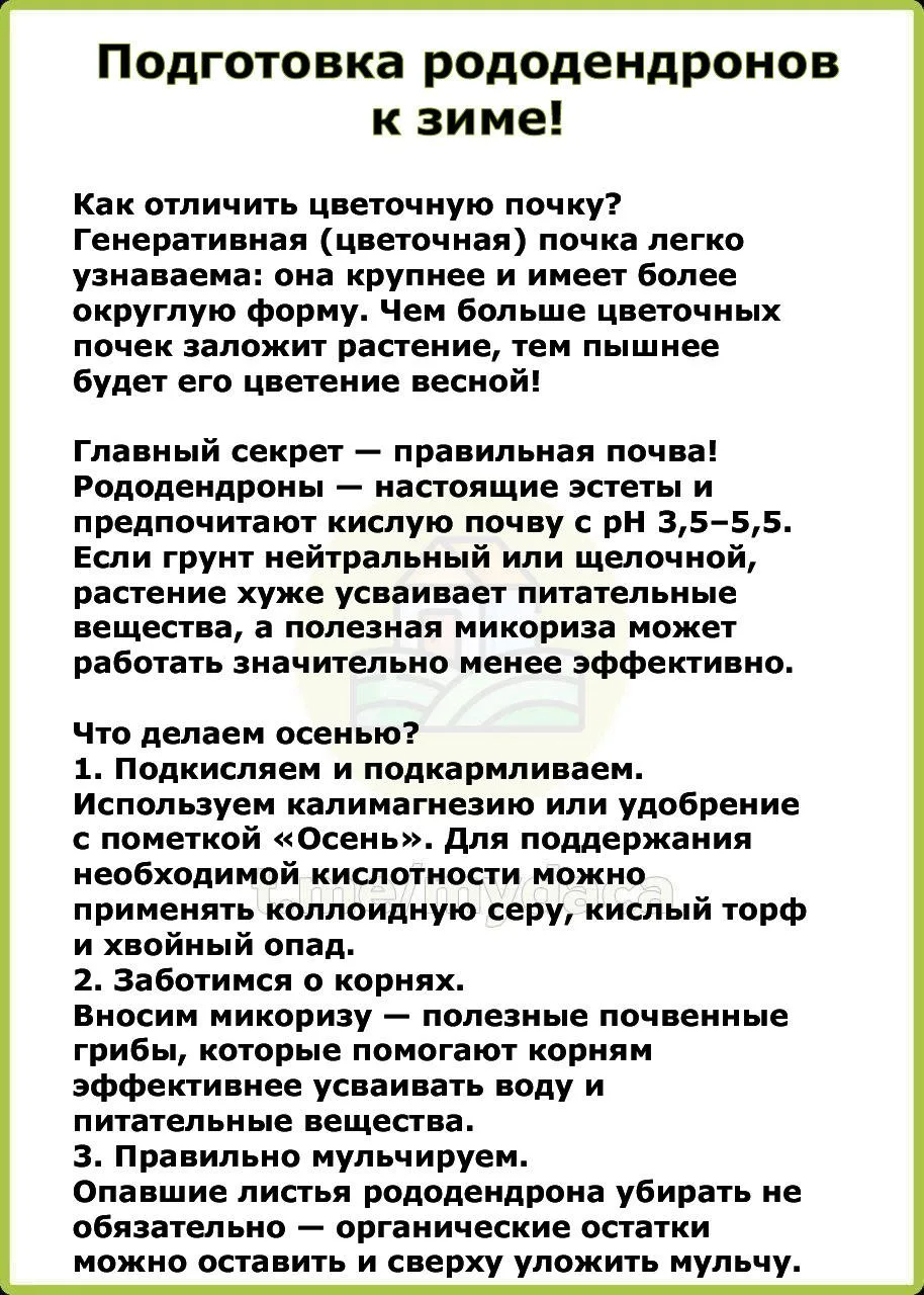 Подготовка рододендронов к зиме 🌸