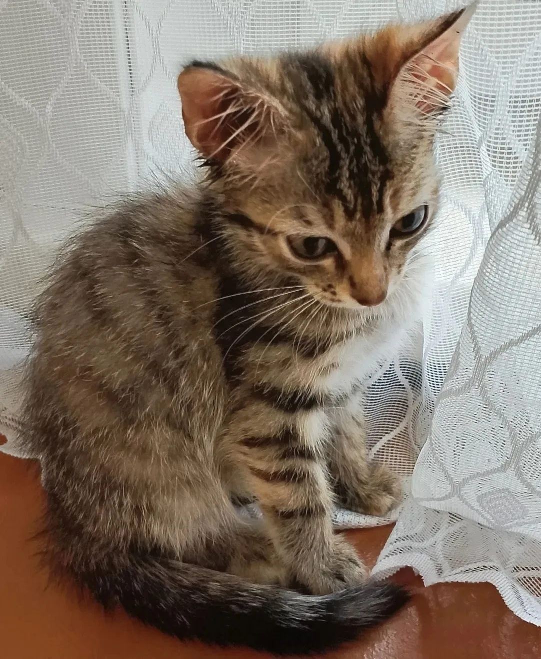 Обращаюсь к НЕлюдям, которые заводят себе живое существо как игрушку и потом за ненадоб...