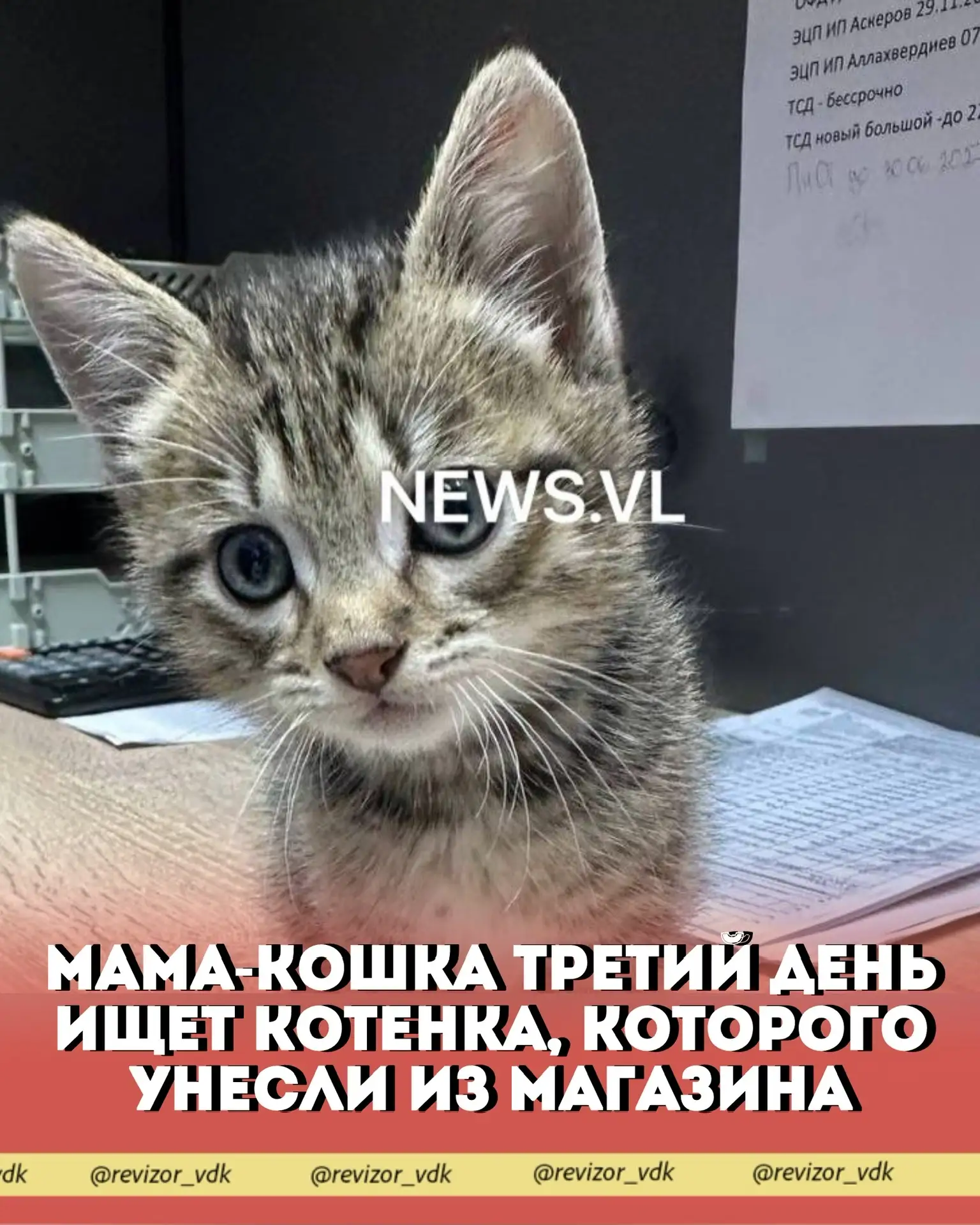 Мама-кошка третий день ищет котёнка, которого унесли из магазина