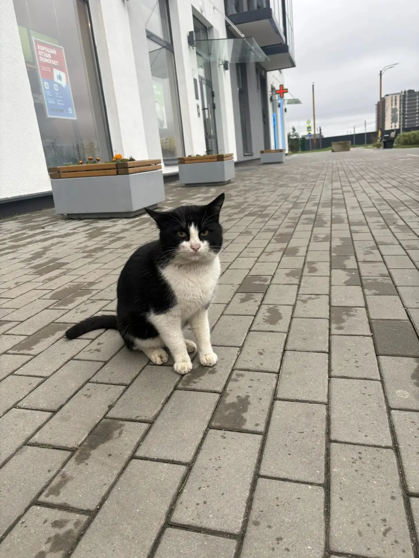 Чей кот? Нашли возле п. «Цветной бульвар», 9 корпус один у магнита
