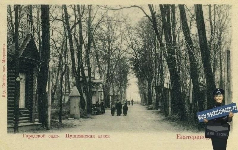 В Краснодаре есть дубы возрастом до 600 лет