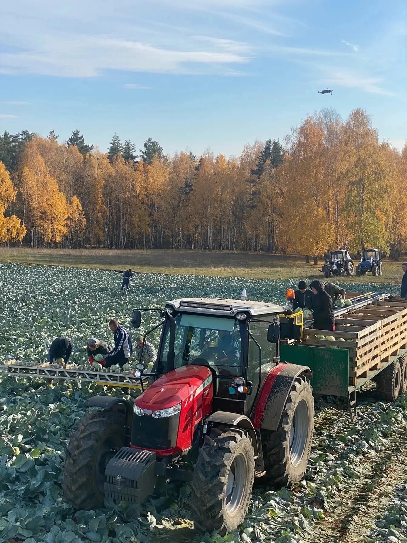 Требуются люди на уборку капусты.