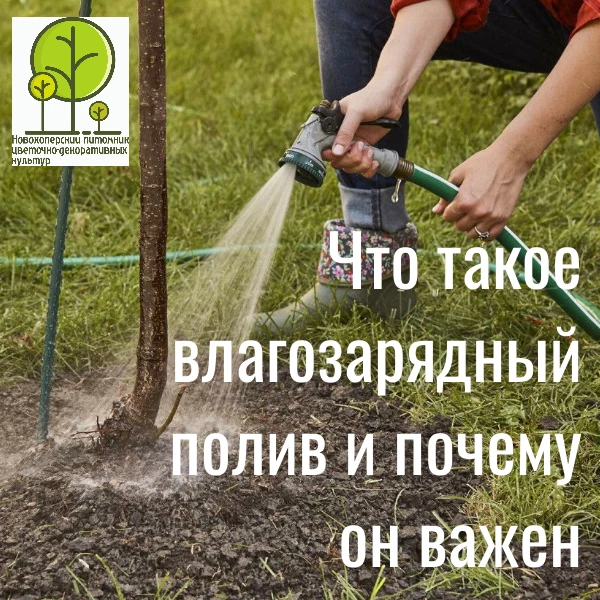 💧 ВЛАГОЗАРЯДНЫЙ ПОЛИВ: ГЛАВНЫЙ СЕКРЕТ УСПЕШНОЙ ЗИМОВКИ