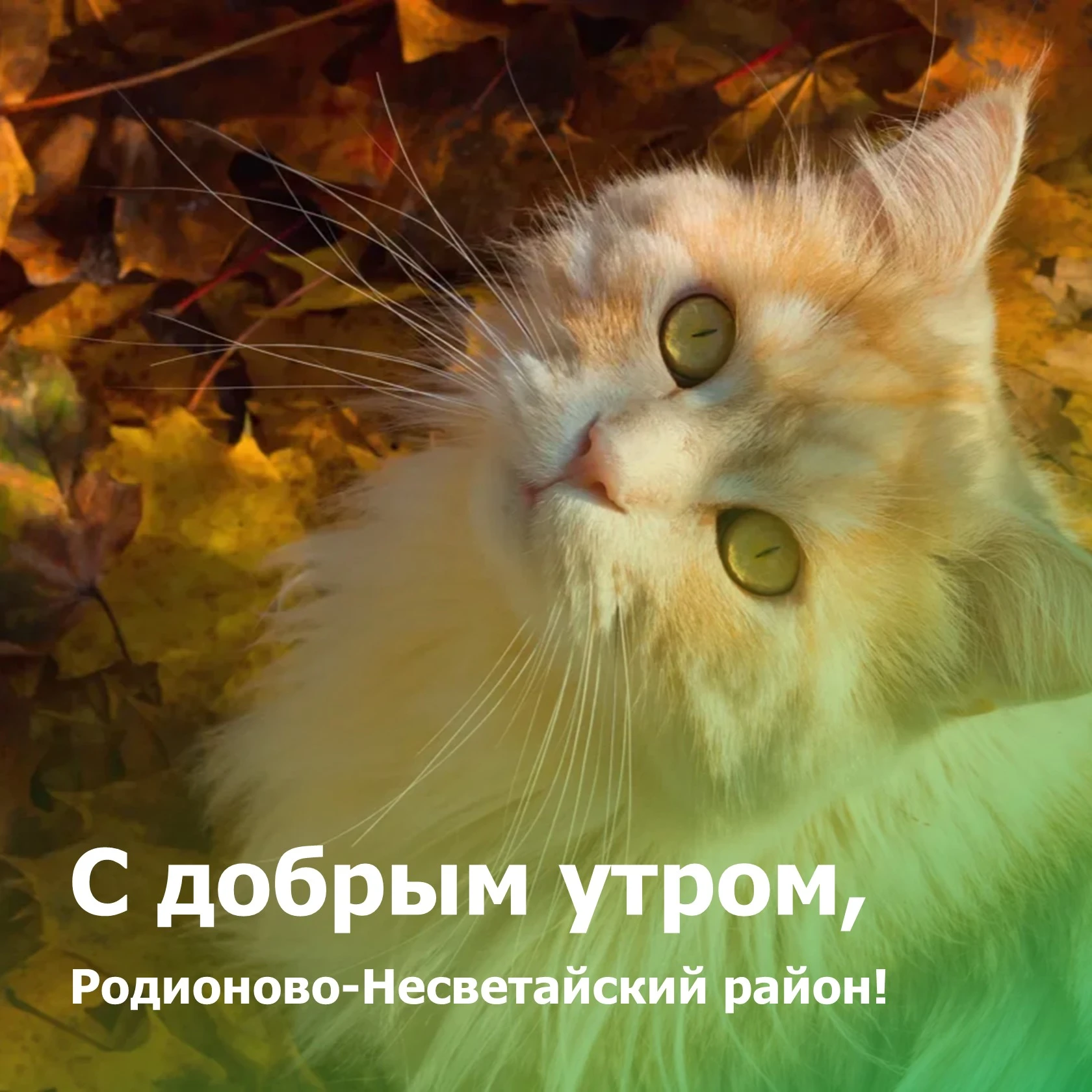 🍂С добрым утром, жители Родионово-Несветайского района!