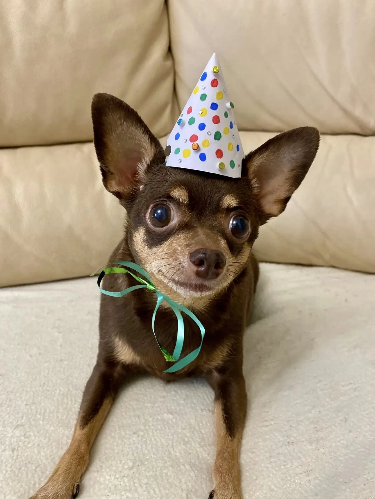 🐾☺️😉