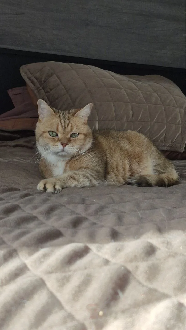 🤨Симба — котик царских кровей.