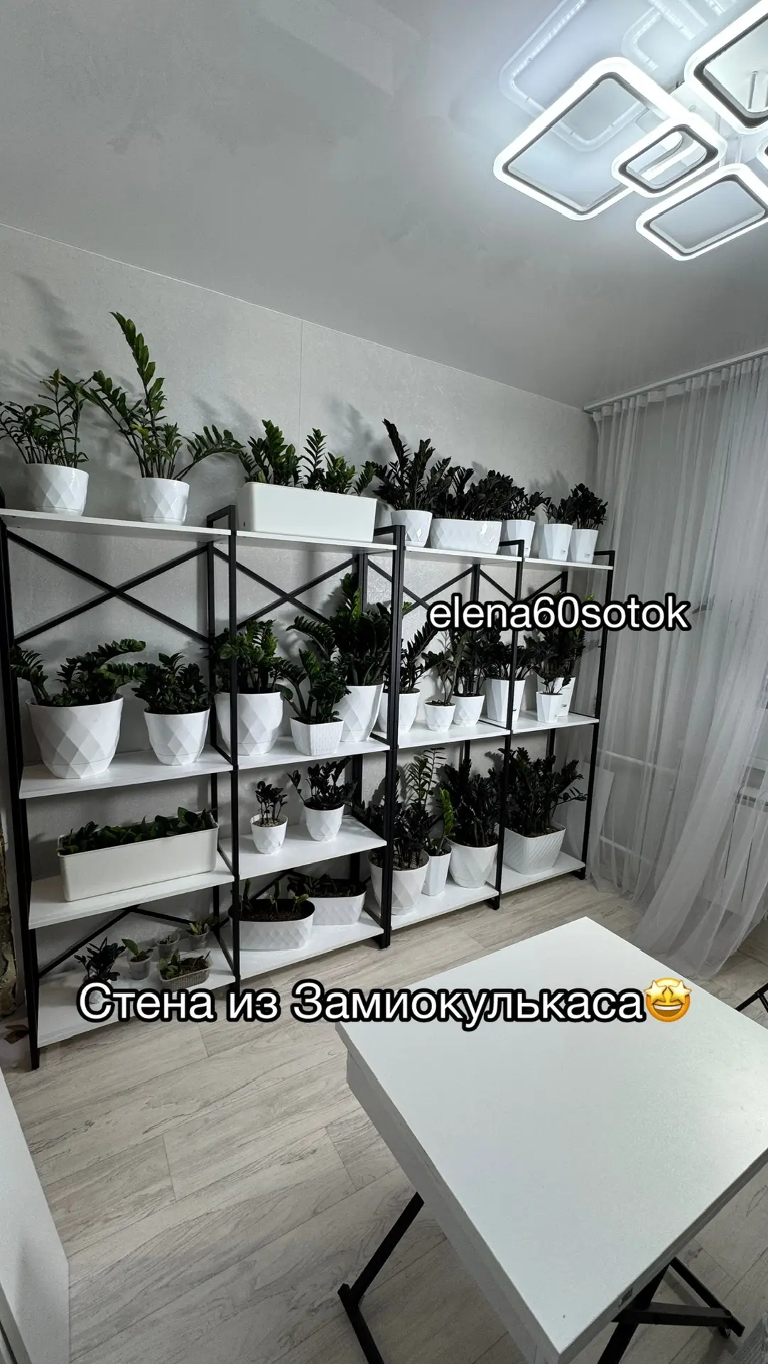 Стена из замиокулькаса приобретает другой вид.