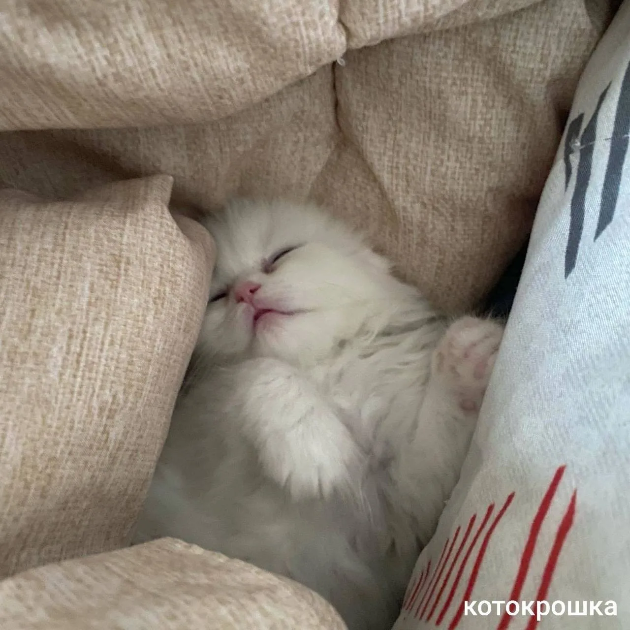 🌃 Спокойной ночи!