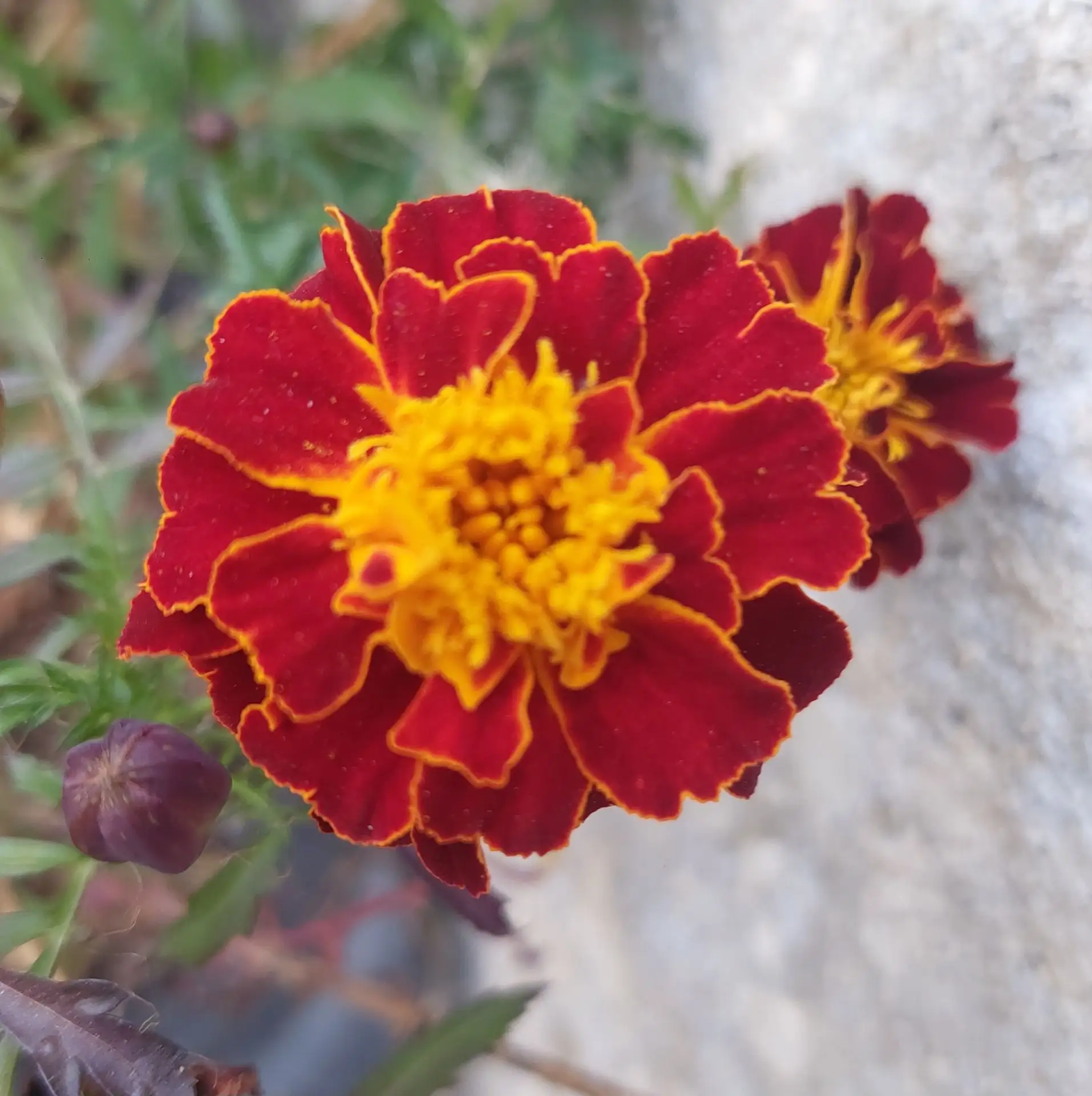 Осенняя магия бархатцев 🌼