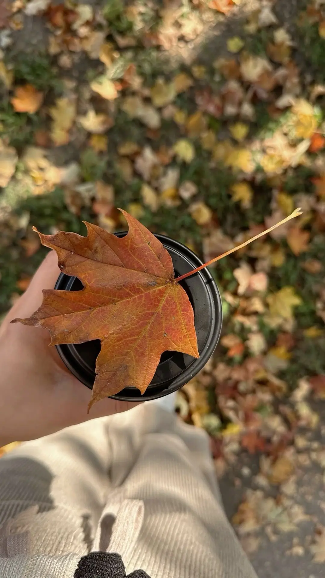 Autumn 🍂