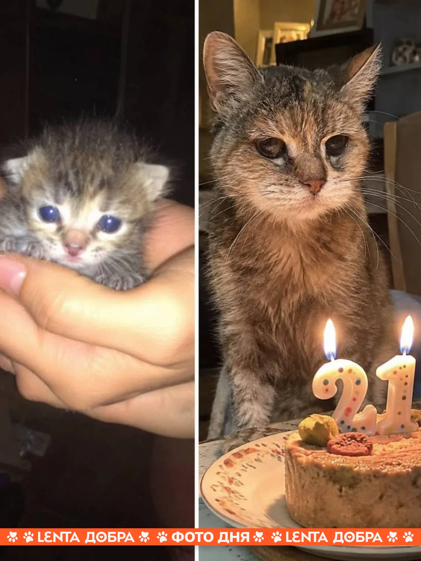 ❤️ Фото дня: путь длиною в 21 год — из крохотного котёнка в величественную котобабулю