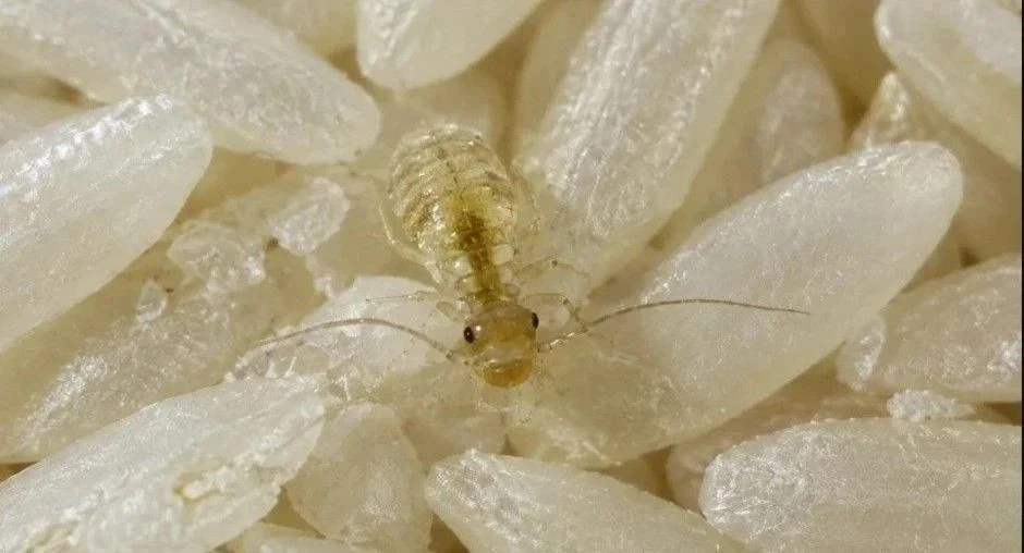 🔥