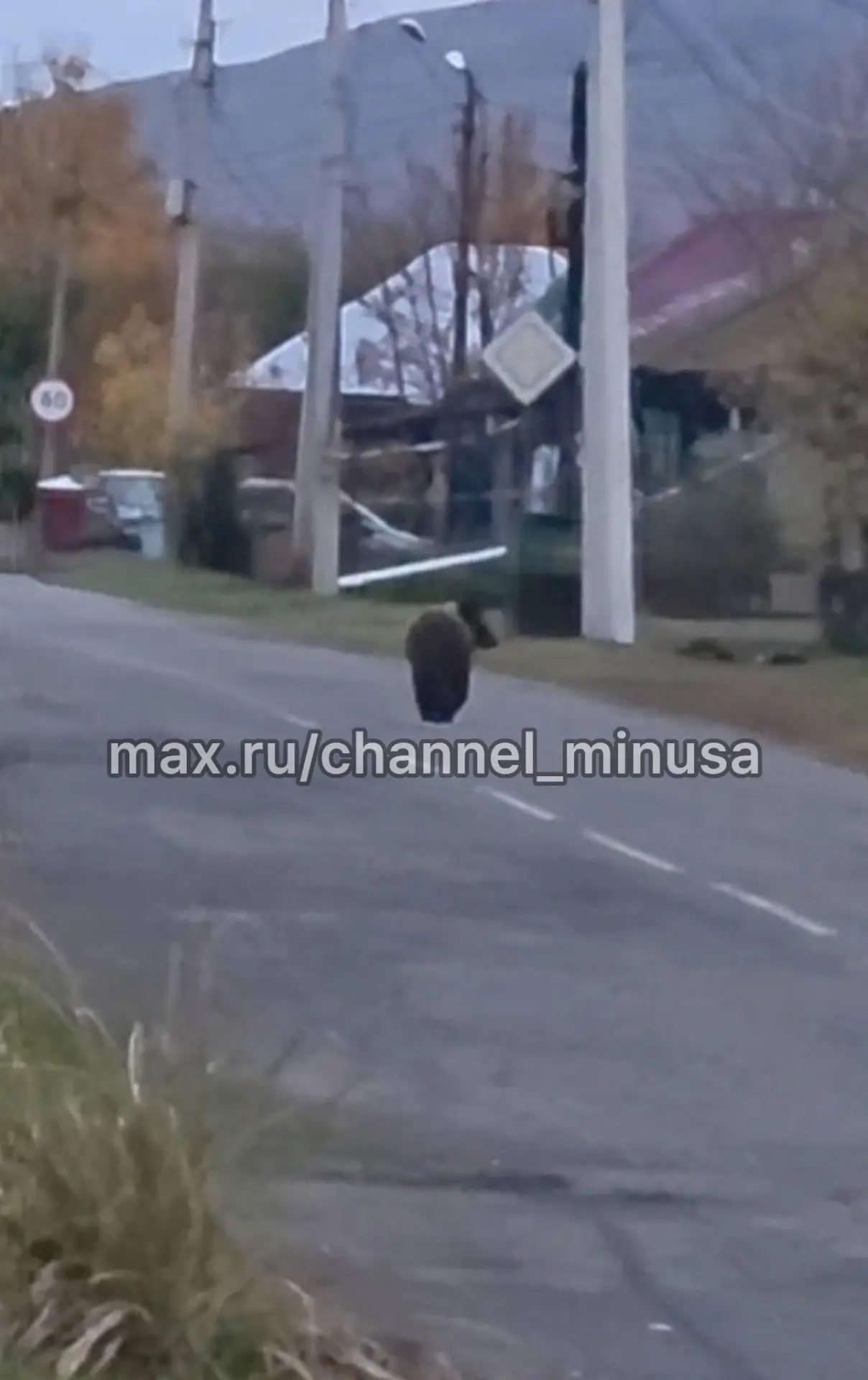 Медведь больше часа бегает по Минусинску