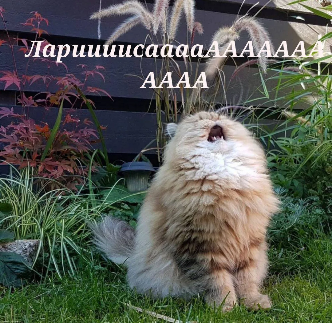 Кажется, настало время устроить #пост_нытик