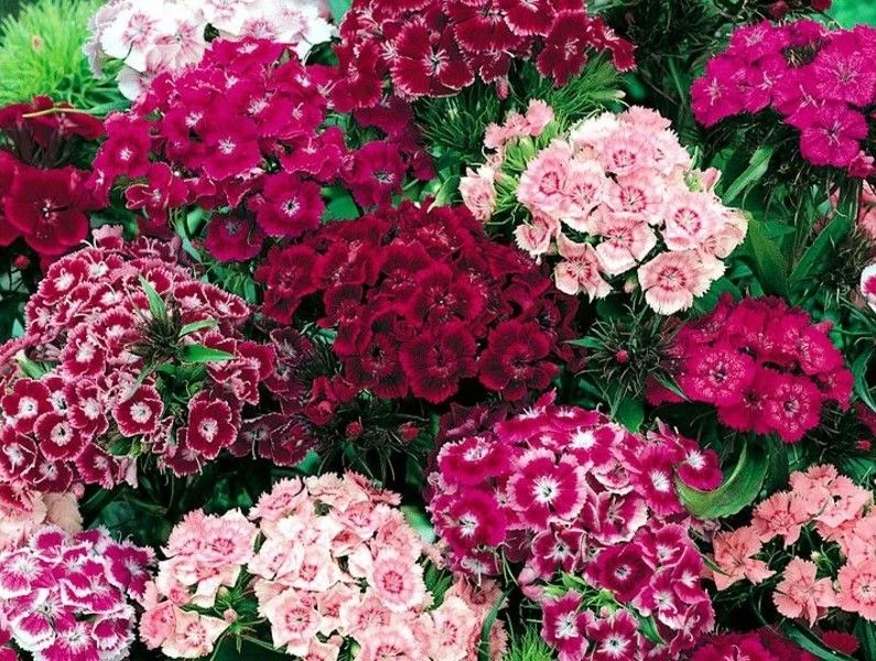 Часть 3: Турецкая гвоздика 🌸
