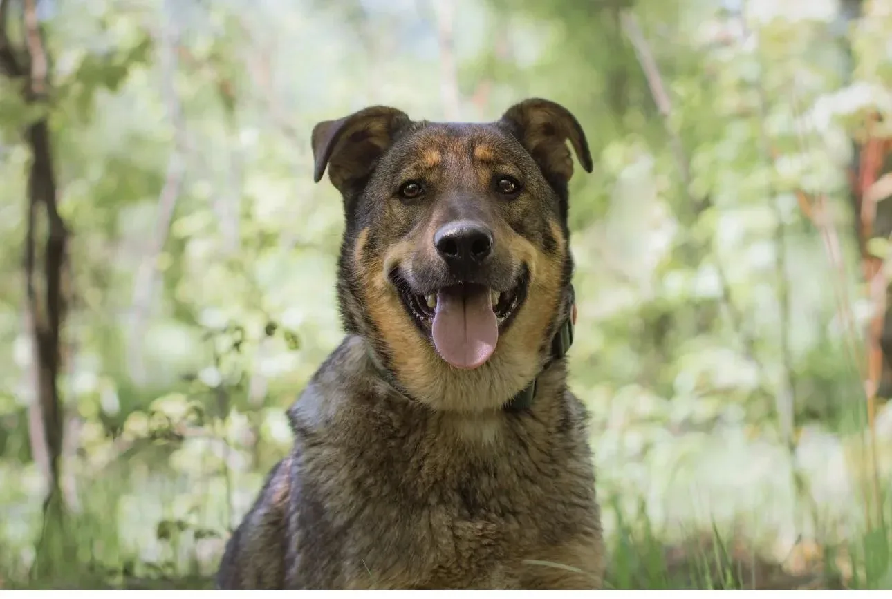 Знакомьтесь, Джек! 🐾💛
