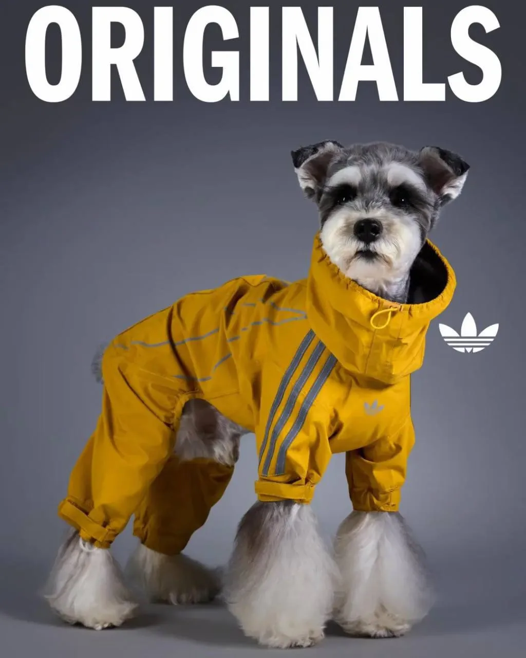 Adidas представил милейшую зимнюю коллекцию одежды для собак. В линейке есть тёплые кур...