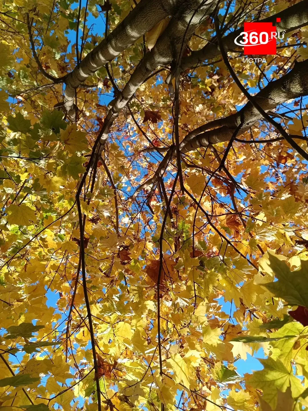 🍁 Осенней атмосферы в утреннюю ленту