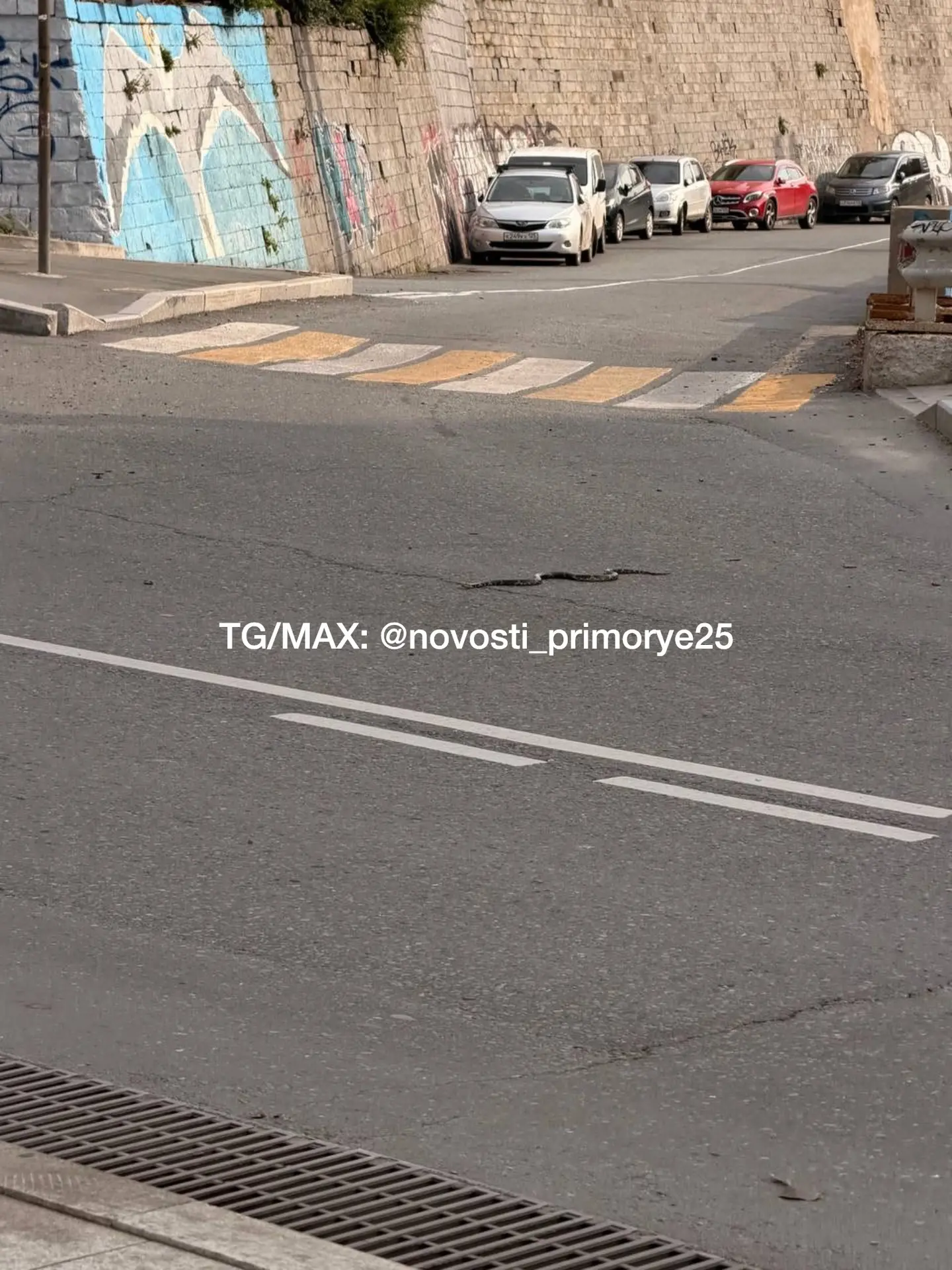 Упитанного полоза заметили в центре Владивостока на Семёновской.