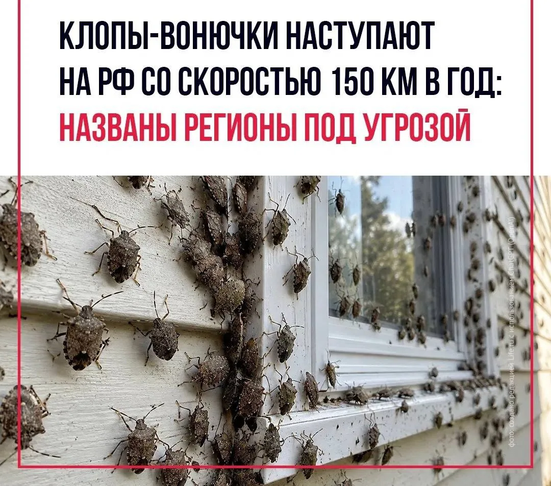 Массовое нашествие мраморных клопов, с которым столкнулись жители Краснодарского края, ...