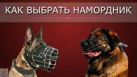 🐶 Как выбрать намордник для собаки: