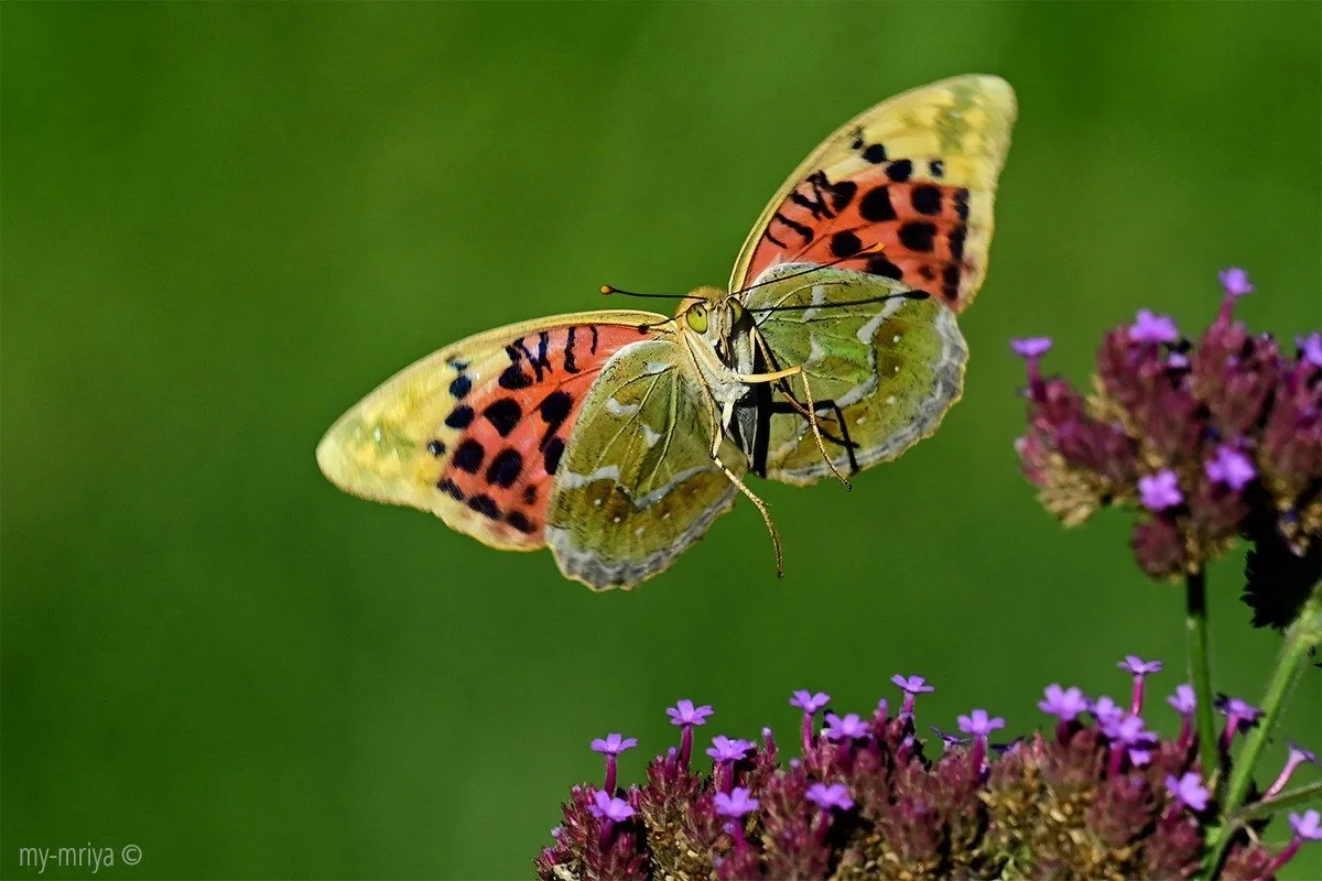 🦋 Перламутровка Пандора