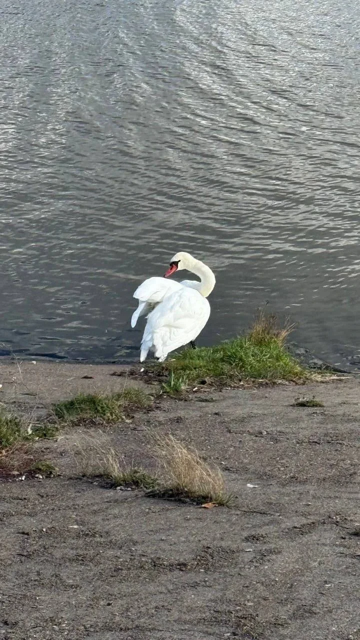 В Челнах нашли раненого лебедя