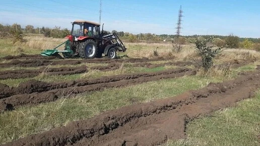 В Курске в субботу высадят 8 тысяч дубов