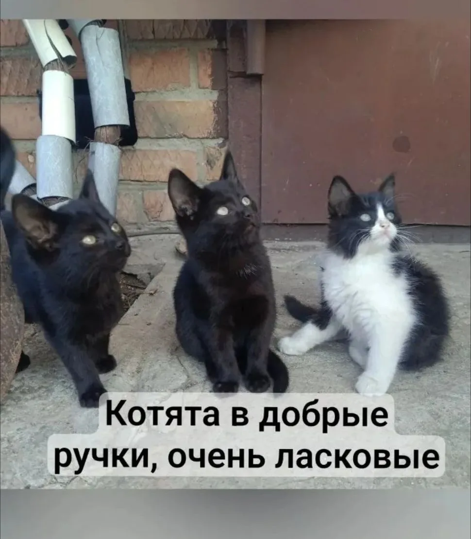 Ищут добрых хозяев котята, которые живут в гаражах 😿 Очень ласковые, ручные, им страшн...