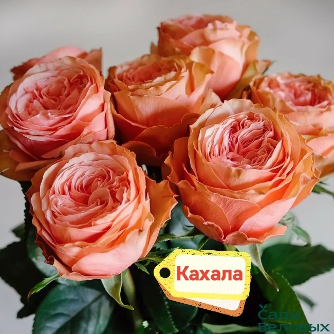 Фото