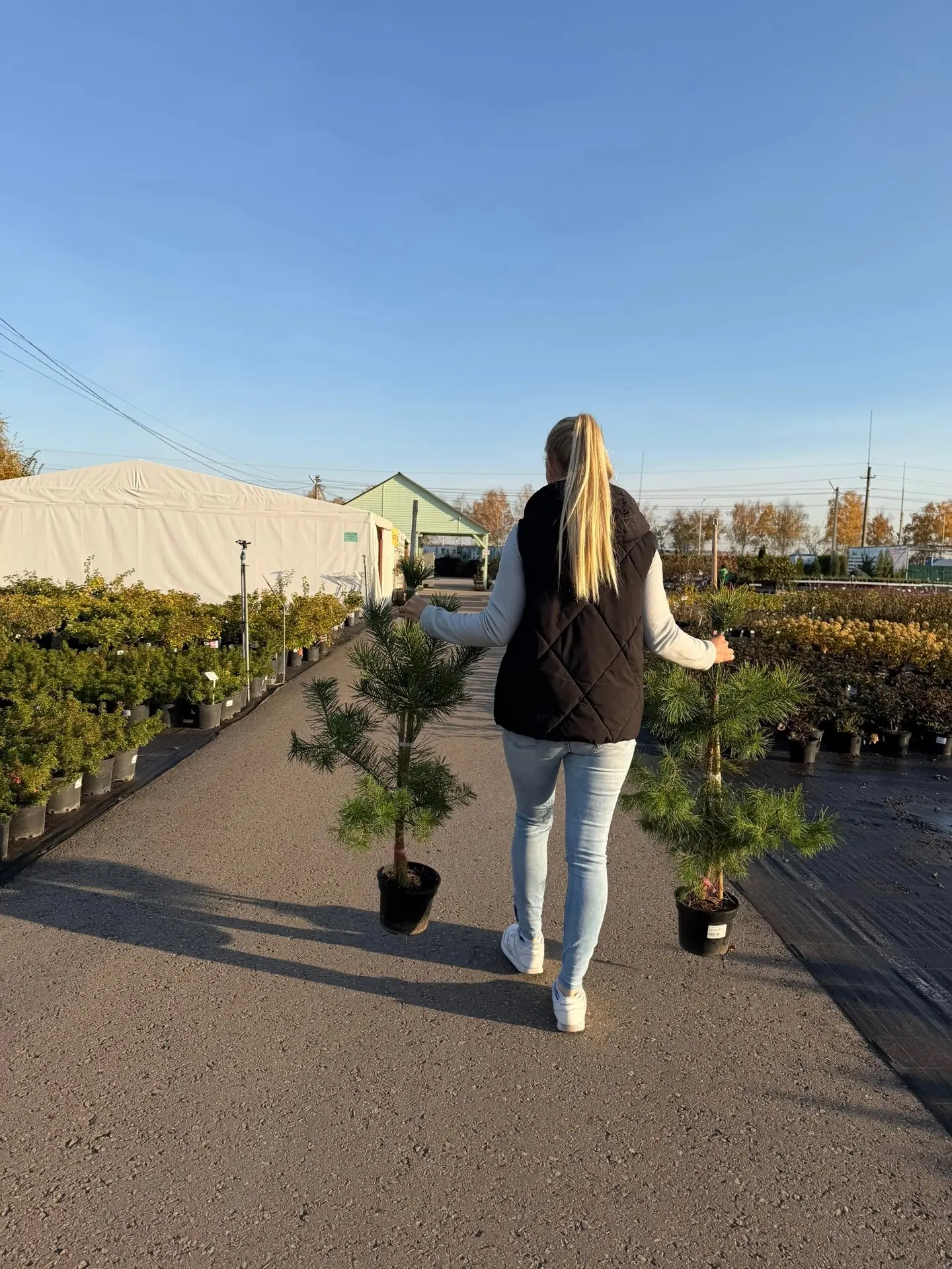 🌲 Сосны на пути в свой новый дом 💚