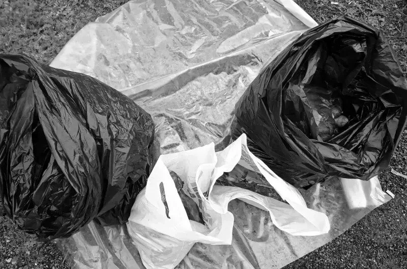 Медведь помешал браконьеру забрать остатки туши марала в Красноярском крае