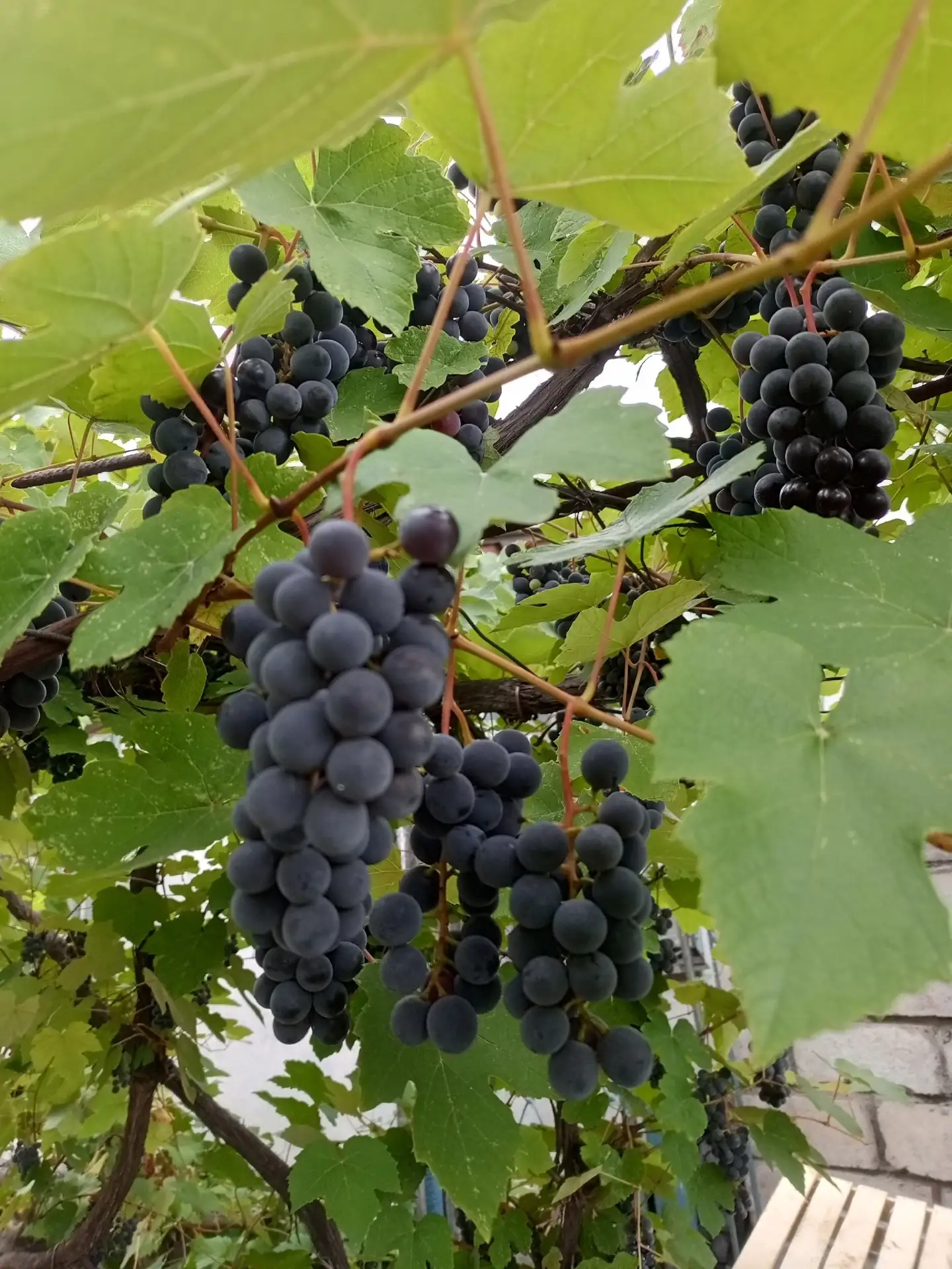 Продам виноград 🍇 по 70 руб/ кг ,+79493657096