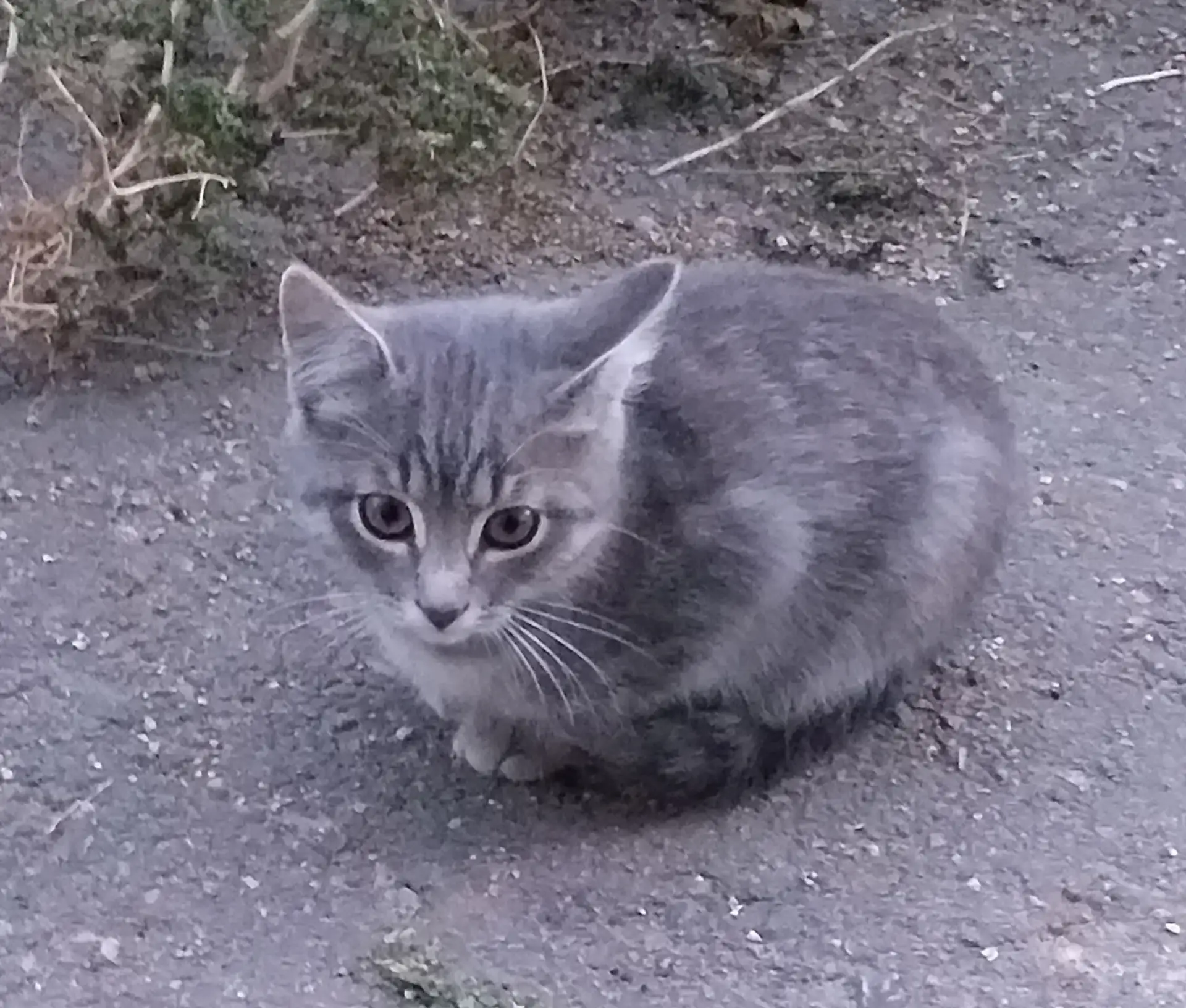 SOS!!! В районе 10-й школы в подвале кошка принесла 3-х котят. Котятам месяца 2. Уже пр...