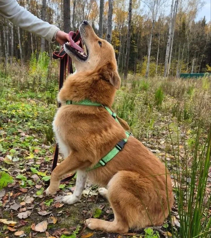 🐶 Арман - собака, которая хочет быть рядом. 💛