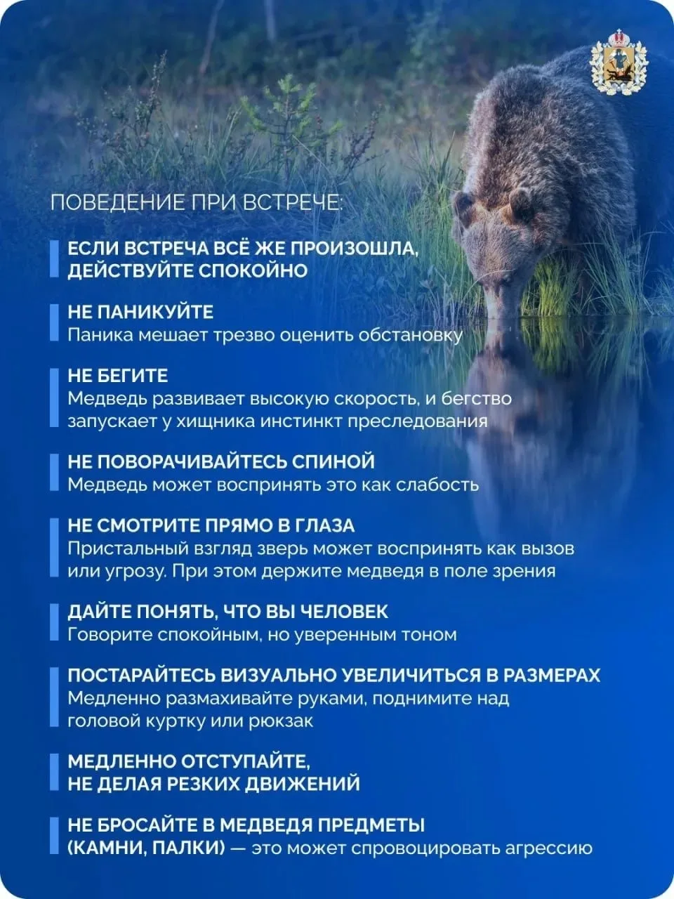 ❓ Что делать при встрече с медведем