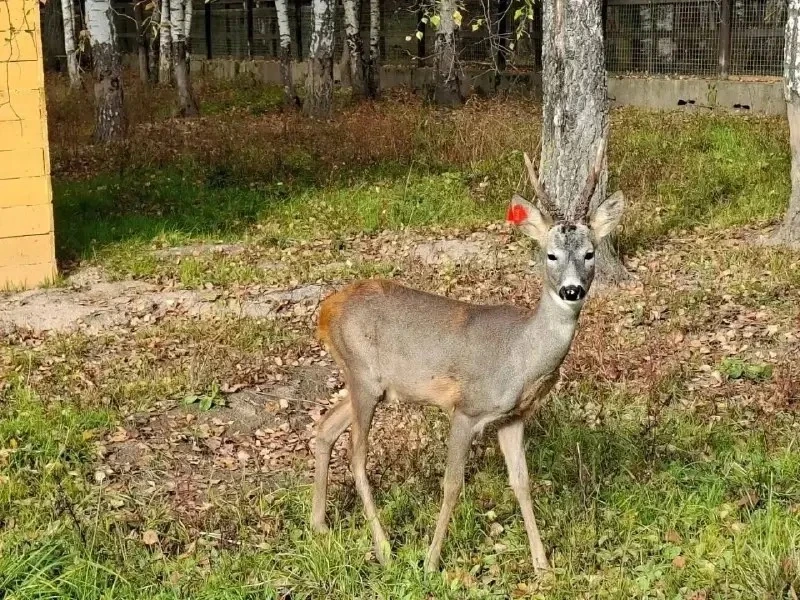 🦌 В Лосиную биостанцию передали косулю по имени Яша