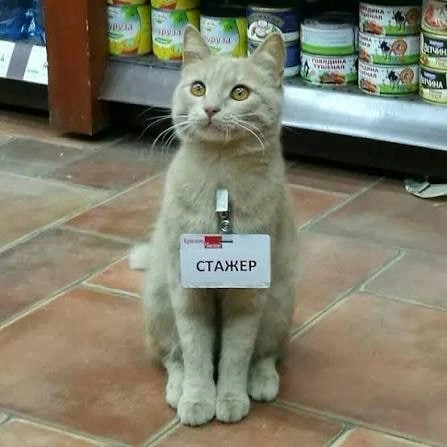 Бесплатные стажёры в России могут остаться в прошлом