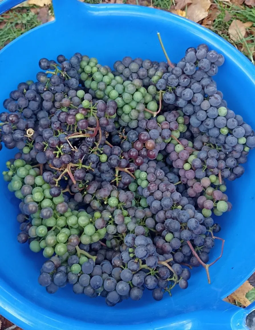 Изабелла северных широт🙂. Чем богаты, как говорится 🍇